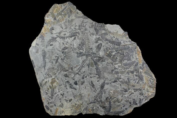 Fossil Fern (Neuropteris & Macroneuropteris) Plate - Kentucky #142578